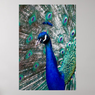 Peacock Poster