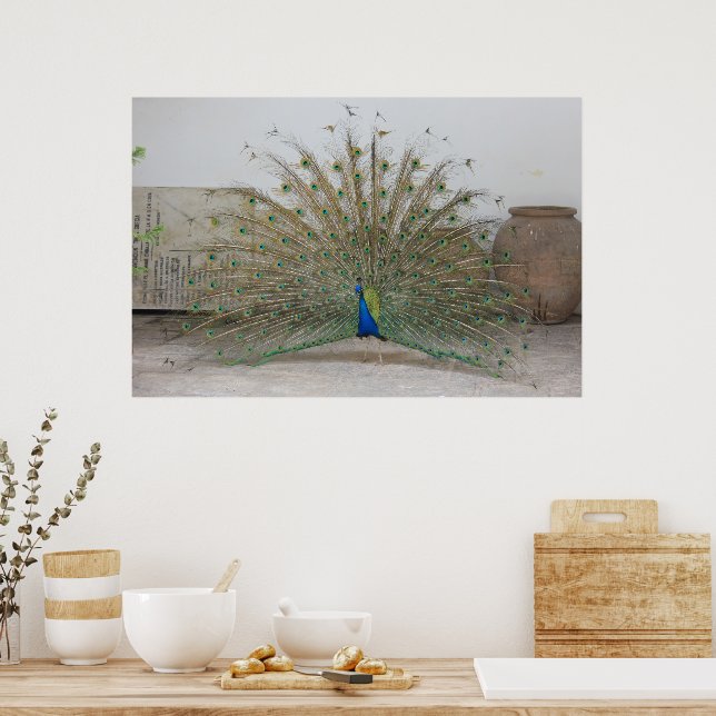 Peacock Poster (Kitchen)