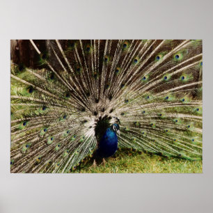 Peacock Poster