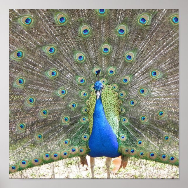 Peacock Poster (Front)
