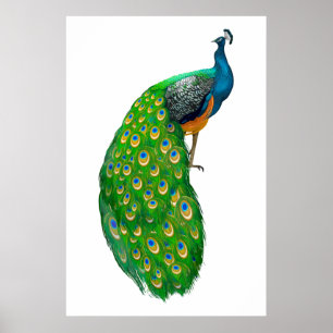 Peacock  poster