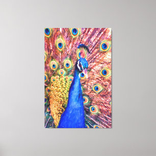 PEACOCK POWER SHOWOFF CANVAS PRINT