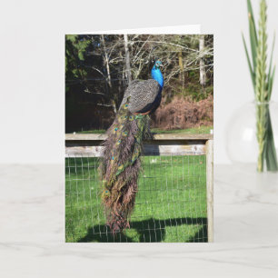 Peacock Preening on the Fence Card