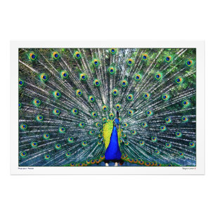 PEACOCK PRIDE PHOTO PRINT