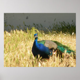 Peacock Print