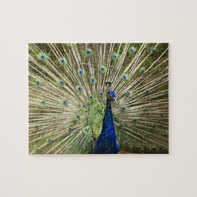 Peacock Puzzle (Horizontal)