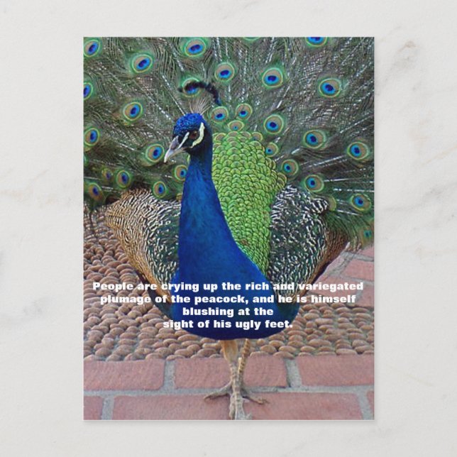 Peacock Quote Postcard (Front)