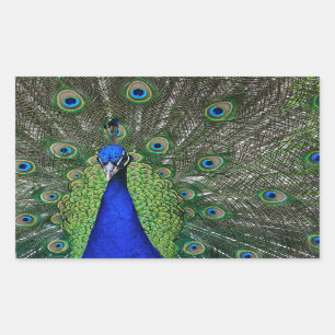 Peacock Rectangular Sticker