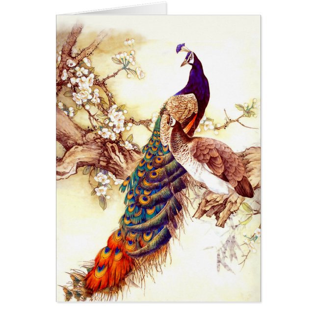 Peacock Royal (Front)