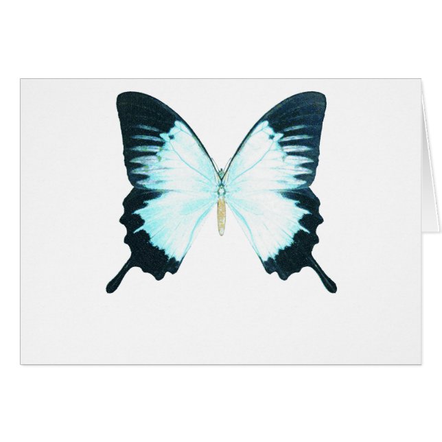 Peacock Royal Butterfly (Front Horizontal)