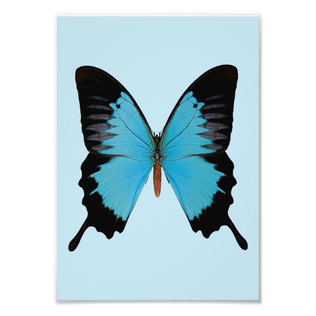 Peacock Royal Photo Print (Front)