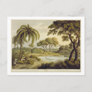 Peacock Shooting, from "Oriental Field Sports", pu Postcard