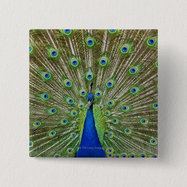 Peacock showing its feathers 15 cm square badge (Front)