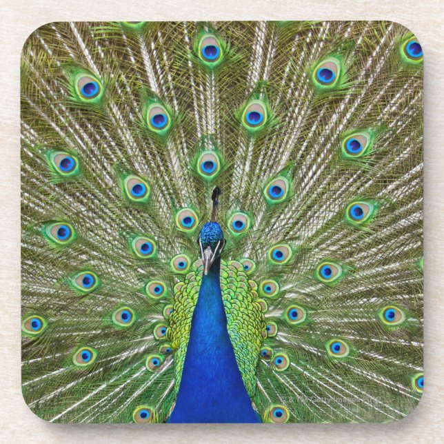 Peacock showing its feathers coaster (Front)