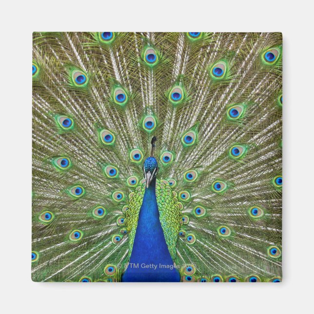 Peacock showing its feathers magnet (Front)