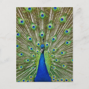 Peacock showing its feathers postcard