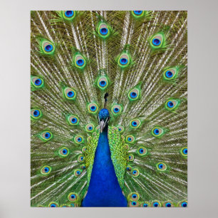 Peacock showing its feathers poster