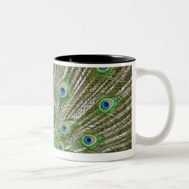 Peacock showing its feathers Two-Tone coffee mug (Right)