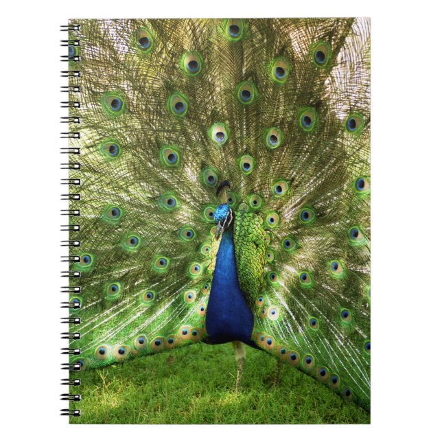 Peacock Spiral Notebook (Front)