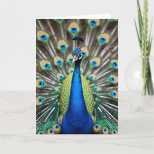 Peacock Splendor Mothers Day Card