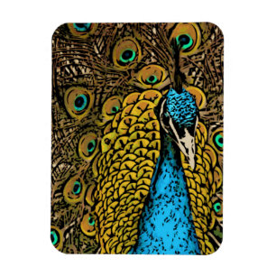 Peacock Splendour Illustration Magnet