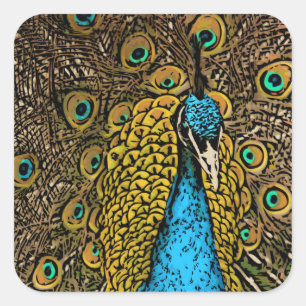 Peacock Splendour Illustration Square Sticker