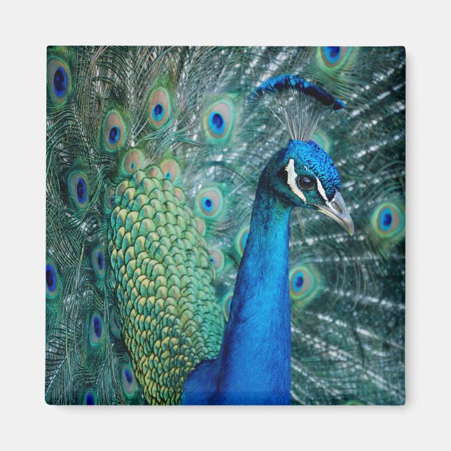 Peacock, square magnet (Front)