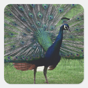 Peacock Square Sticker