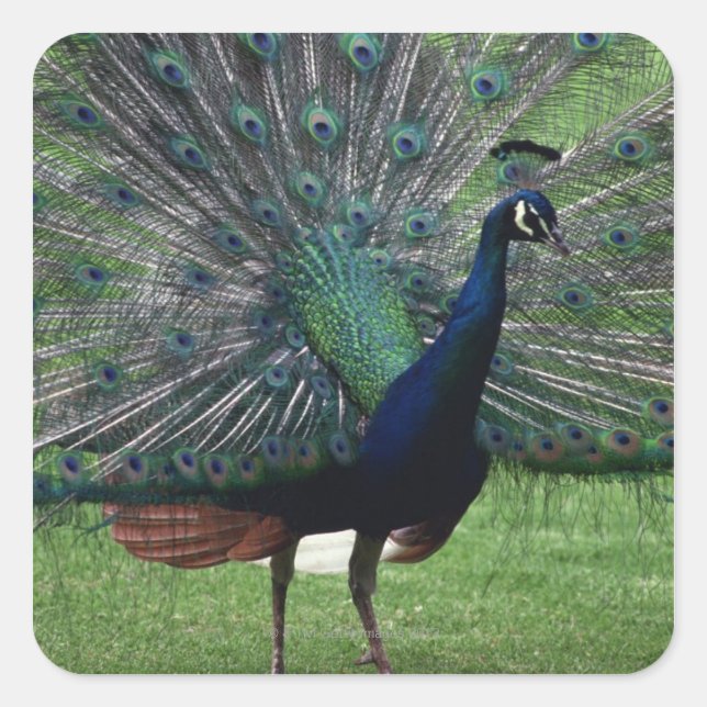 Peacock Square Sticker (Front)