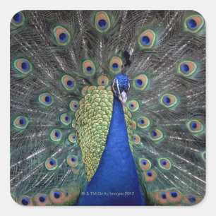 Peacock Square Sticker