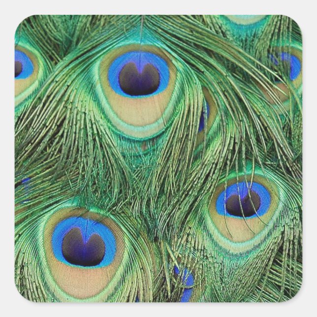 Peacock Sticker (Front)