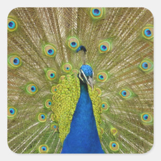 Peacock Stickers