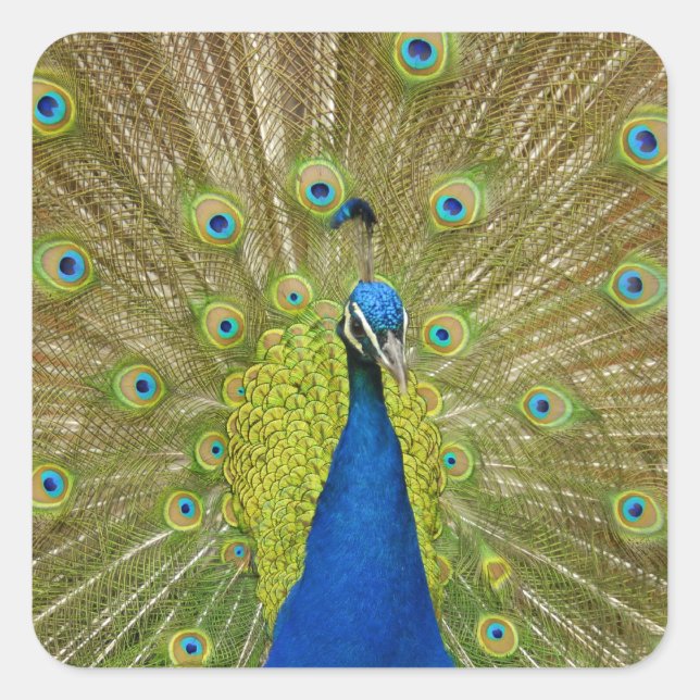 Peacock Stickers (Front)