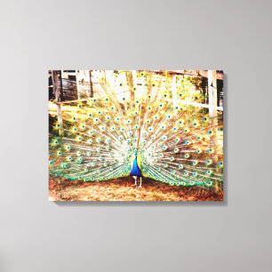 Peacock Stretched Canvas Print