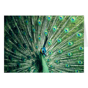 Peacock Strut