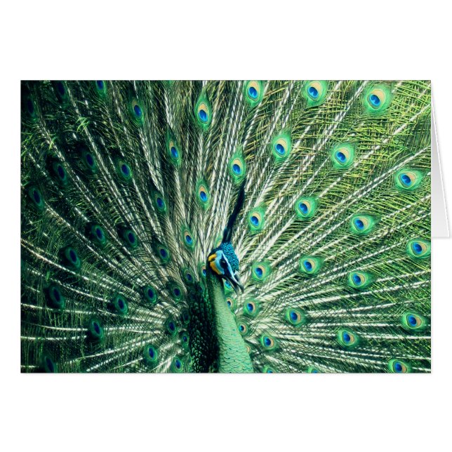 Peacock Strut  (Front Horizontal)