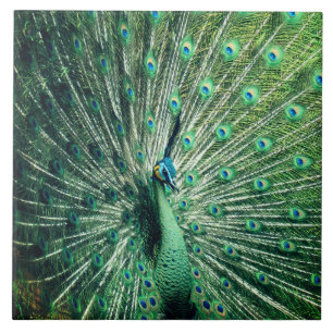 Peacock Strut Ceramic Tile