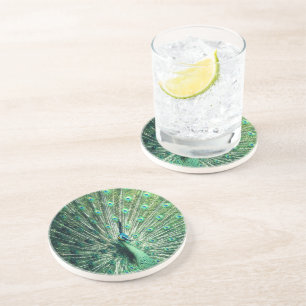 Peacock Strut  Coaster