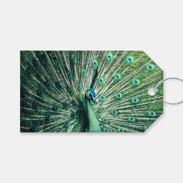 Peacock Strut  Gift Tags (Front (Horizontal))