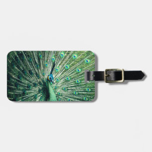 Peacock Strut Luggage Tag