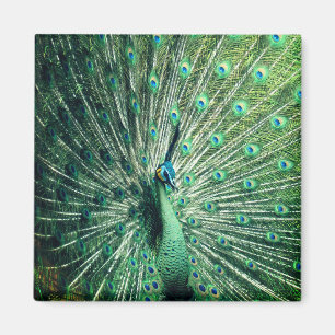 Peacock Strut Magnet