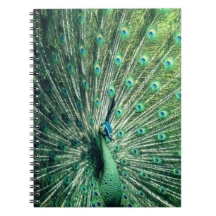 Peacock Strut Notebook