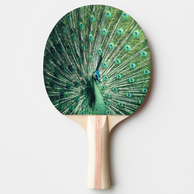 Peacock Strut  Ping Pong Paddle (Front)