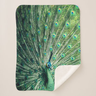 Peacock Strut  Sherpa Blanket