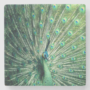 Peacock Strut  Stone Coaster