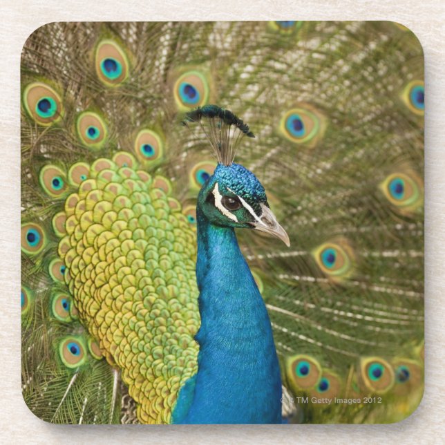 Peacock strutting coaster (Front)