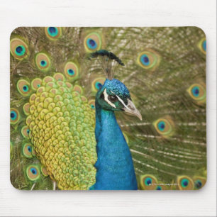 Peacock strutting mouse pad