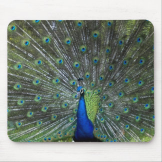 Peacock Strutting Mouse Pad