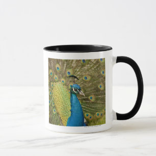 Peacock strutting mug