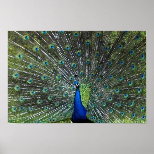 Peacock Strutting Poster (Front)